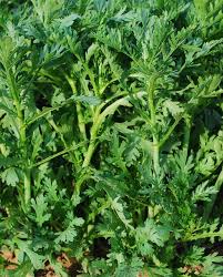 Frilly Edible Chrysanthemum Seeds