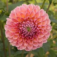 Dahlia Seeds (Ball) - Linda's Baby