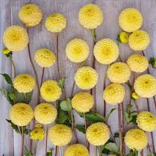 Dahlia Seeds (Pompon) - Buttercup