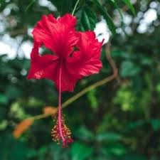 Red Hibiscus Seeds