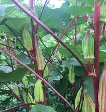 Okra Seeds - Hill Country Red