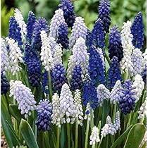 Grape Hyacinth Seeds (Muscari) - Delft Blue Mix