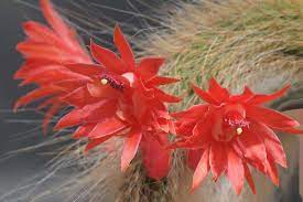 Cleistocactus Colademononis Flower Planting Seeds for Garden NON GMO Seeds Dhara Seeds