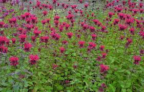 Bee Balm Judith's Fancy Fuchsia Seeds