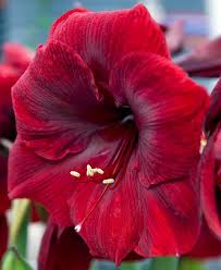 Amaryllis Seeds - Jumbo Royal Velvet