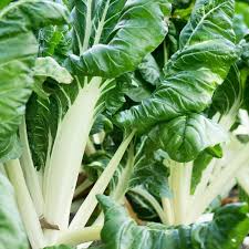 Swiss Chard Seeds - Large White Rib