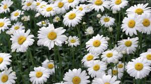 Daisy Seeds (Ox Eye) - Crazy Daisy