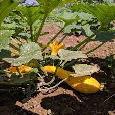 Squash Seeds (Organic) - Golden Summer Crookneck