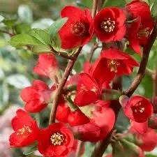 Red Chaenomeles Japonica Planting Seeds for Garden NON GMO Seeds for planting in home garden