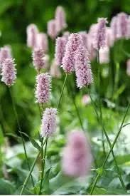 Pink Polygonum Bistorta Plant Seeds for Planting - NON GMO Seeds for planting in home garden