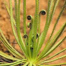 perennial-heirloom-non-gmo-drosophyllum-lusitanicum-seeds

