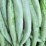 Serpent Gourd Trichosanthes cucumerina seeds for trellis planting