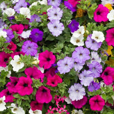 Mix Petunia Flower Seeds for Garden Planting - Beautiful Flower Seeds for Home Garden, GMO Free for planting in your garden.