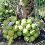 Coconut Cocos nucifera seeds for tropical garden