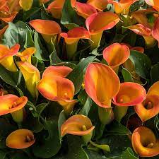 Orange Calla Flower Planting Seeds for Garden NON GMO Seeds for planting in home garden