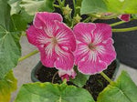 Stellulifera (Stellulifera scientific name) for planting in garden