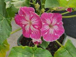 Stellulifera (Stellulifera scientific name) for planting in garden