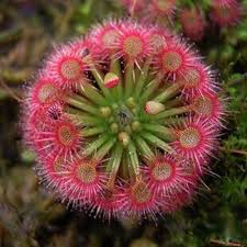 Red Drosera Flower Seeds for Garden - NON GMO Seeds for planting in home garden