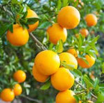 Valencia orange Citrus sinensis seeds for fruit garden