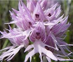 Purple Pyramid Monkey Orchid flower seeds – heirloom, non-GMO seeds for planting seeds for planting in home garden