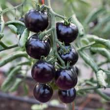 Black Tomato Solanum lycopersicum seeds for garden planting