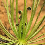heirloom-carnivorous-drosophyllum-lusitanicum-seeds

