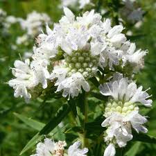 White Mountain Mint Flower Seeds for Planting - 100