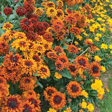 Yellow Rudbeckia Goldstrum Flower Seeds for Planting 100