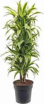 Green Dracaena Palm Plant Seeds for Garden - NON GMO Seeds Dhara Seeds