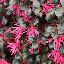 Red Loropetalum Flower Seeds for Planting - NON GMO Seeds Dhara Seeds