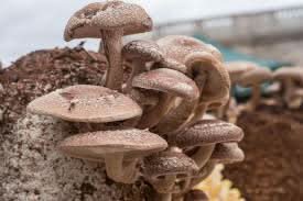 Shiitake Mushrooms Seeds for Planting