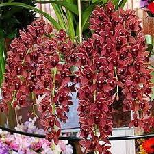 Dark Red Orchid Flower Seeds for Garden - NON GMO Seeds Dhara Seeds