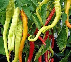 Corbaci Pepper Vegetable Seeds for Planting