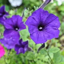 Blue Petunia Wave Flower Seeds for Garden Planting - Heirloom, NON-GMO Seeds - Easy to Grow Dhara Seeds