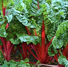 Swiss Chard Seeds for Planting