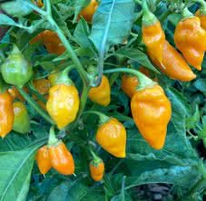 Augustine Minorcan Datil Hot Pepper Plant Seeds – Small Yet Spicy Peppers