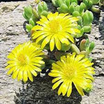 Yellow Delosperma Nubigenum or Ice Plant Flower Planting Seeds for Garden NON GMO Seeds Dhara Seeds