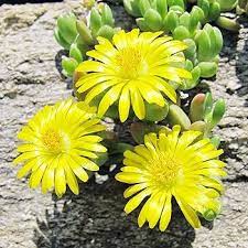 Yellow Delosperma Nubigenum or Ice Plant Flower Planting Seeds for Garden NON GMO Seeds Dhara Seeds