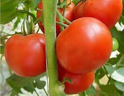 Tomato Seeds for Home Gardening