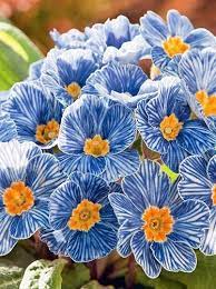 Europe Primula Acaulis Flower Seeds for Planting Light Blue Dhara Seeds