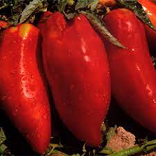 Red Opalka Seeds for Planting