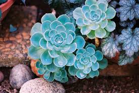 Sky Blue Echeveria Purpusorum Plant Seeds for Planting - NON GMO Seeds Dhara Seeds