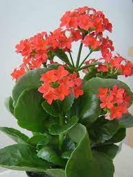 Organic Red Kalanchoe Humilis Plant Seeds for Planting – Heirloom, Non-GMO