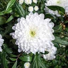 White Chrysanthemum Flower Seeds for Planting, NON GMO Seeds Dhara Seeds