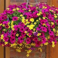 Mixed Hanging Petunia Flower Seeds for Planting - Heirloom, NON-GMO Seeds for Vibrant Garden Blooms Dhara Seeds