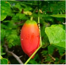 Coccinia Seeds for Home Garden