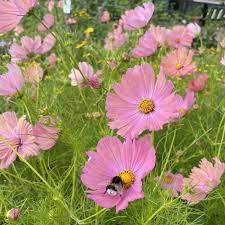 Cosmos Apricotta Flower Seeds for Planting – Soft Peach-Pink Blooms, Heirloom & Non-GMO Dhara Seeds