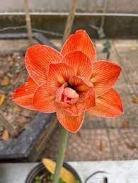 Orange Amaryllis Flower Seeds for Planting - NON GMO Seeds Dhara Seeds