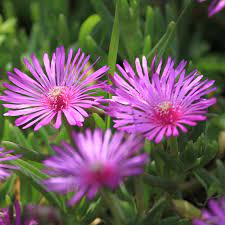 Lampranthus Roseus Plant Seeds for Planting - Non-GMO Heirloom Garden Seeds for Your Garden