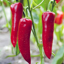 Sweet Pepper Seeds - Corno di Toro Rosso